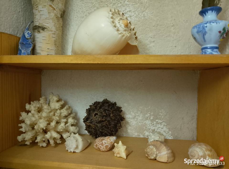 Muszle i gąbki morskie Gniewoszyce