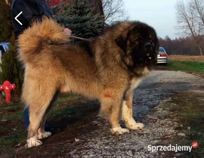 Owczarek kaukaski Babiak