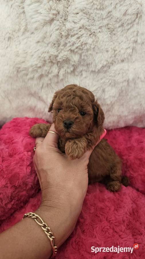 Pudel ToyMiniatura pakiet badań genetycznych Sędziejowice