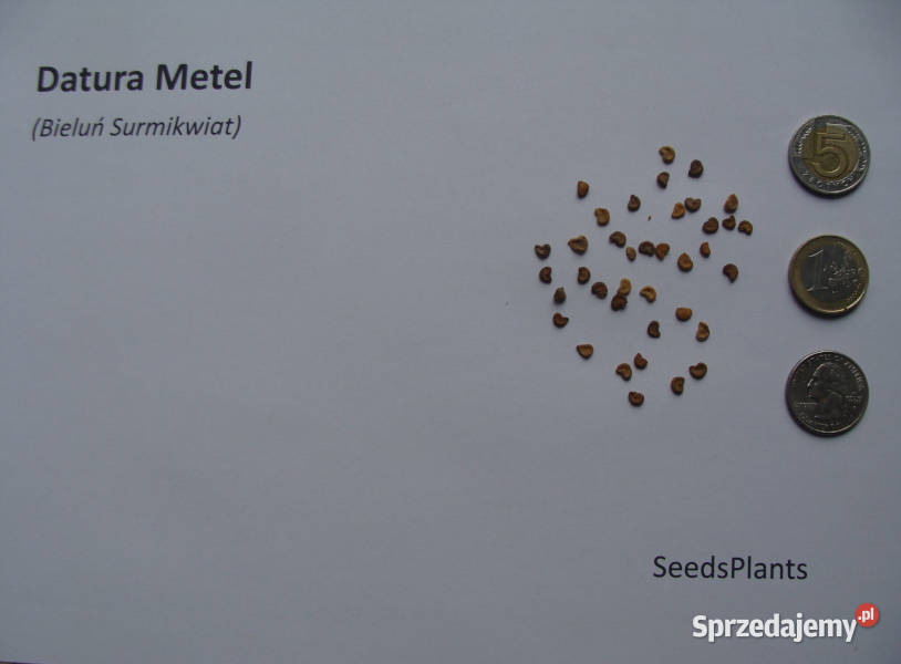BIELUŃ SURMIKWIAT Datura Metel NASIONA 1000 kujawsko-pomorskie Lubanie