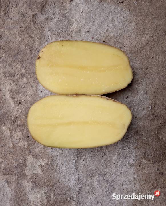 Ziemniaki jadalne Strzałkowa