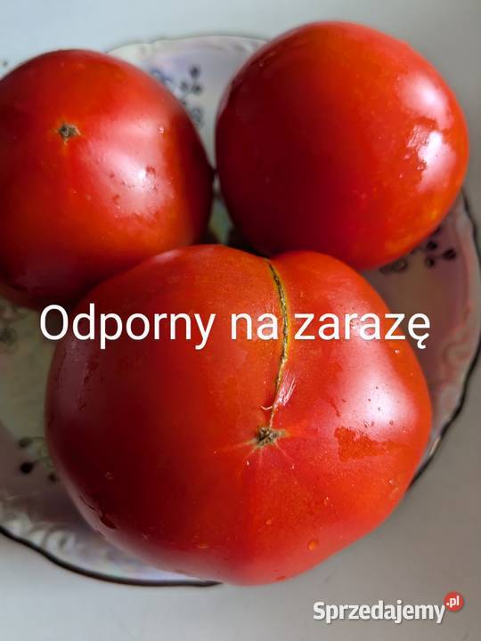 Cudo Ziemi Aly Mustang Pomidor nasiona pokarm Kraków