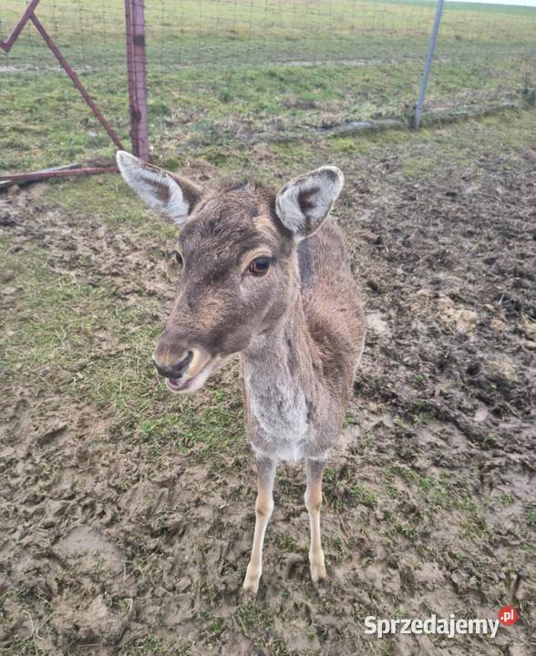 Szprzedam Daniele Jabłonka sprzedam