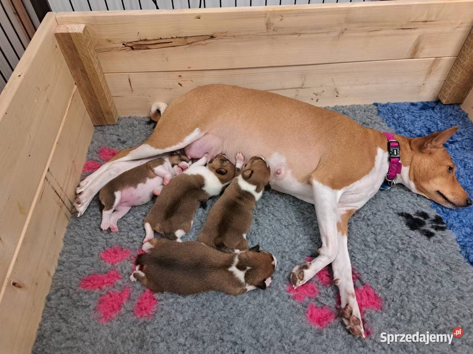 Basenji szczenię pomorskie Słupsk