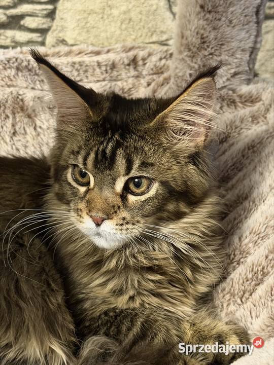 Maine Coon kocurek 4 miesiące kastrat Góra Kalwaria