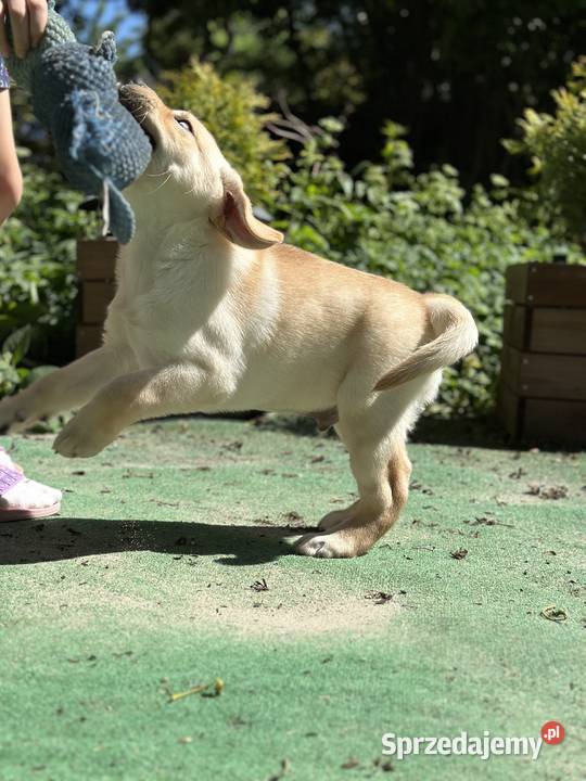Piękny biszkoptowy Labrador z rodowodem FCI ZKwP