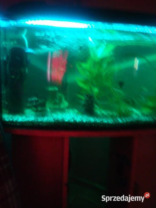 Sprzedam akwarium z rybkami wyposażeniem Akwarystyka Prochowice