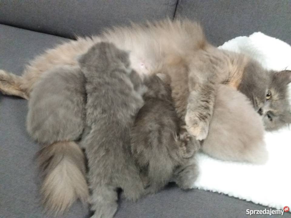 Kocięta brytyjskie DŁUGOWŁOSE Poznań