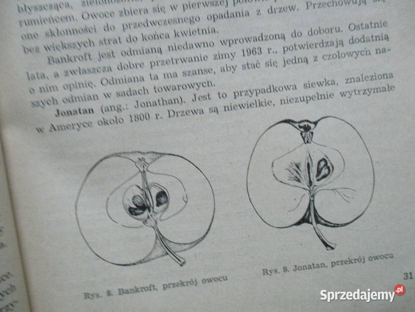 Sadownictwo Pieniążek rolnictwo sad uprawa Łódź