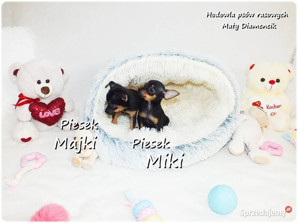 Mini Piesek Pinczer miniaturowy tzw Ratlerek Żary