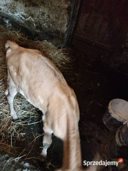 Cielisia Jersey Pozostałe podkarpackie sprzedam