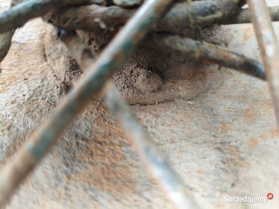 Koło polbeben R19 M72 Motocyklowe Leszno