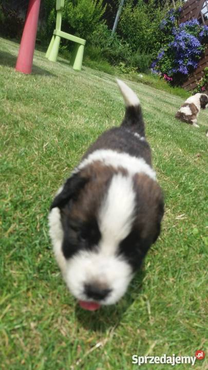 Bernardynyszczenięta Lidzbark Warmiński