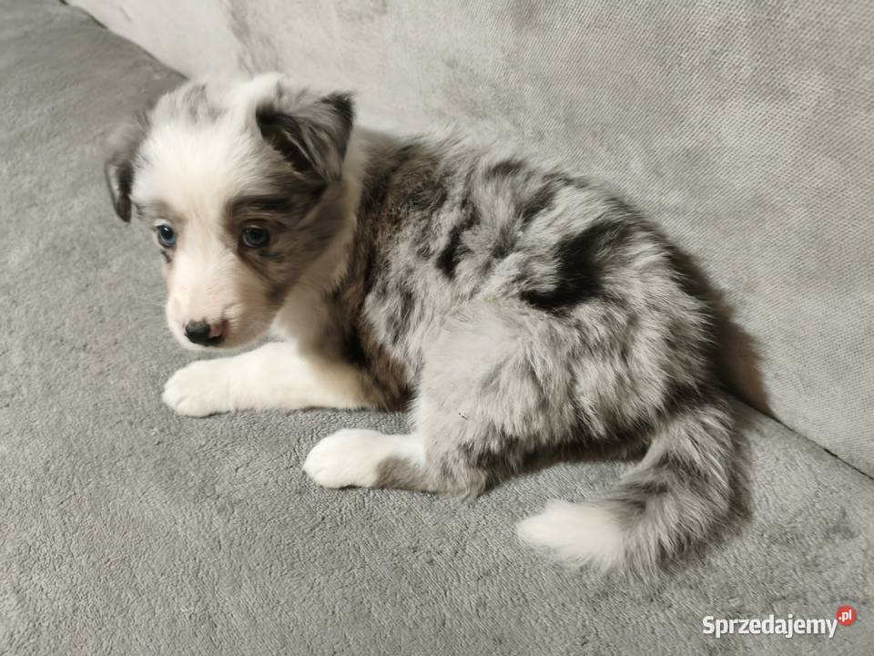 Suczka Border collie blue merle z rodowodem z Zwierzęta podkarpackie Rymanów sprzedam