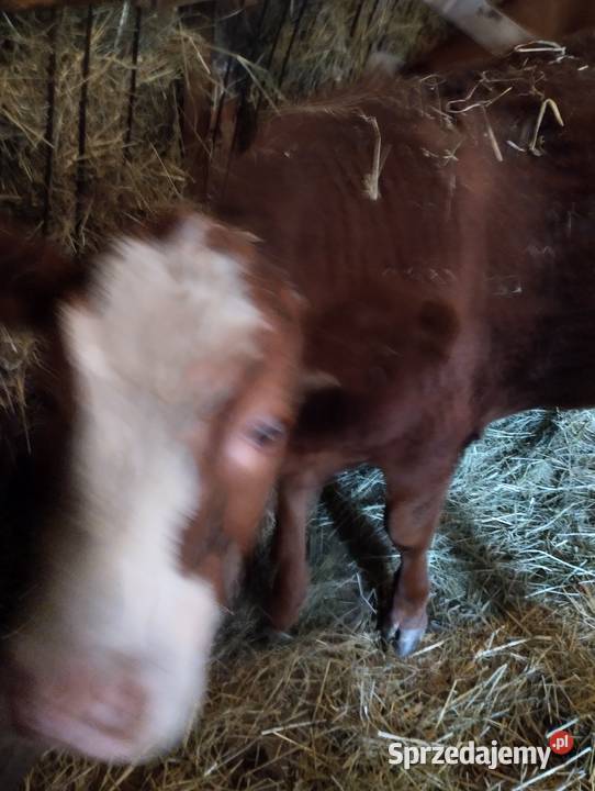 Jałówka roczna Bydło Nowy Sącz