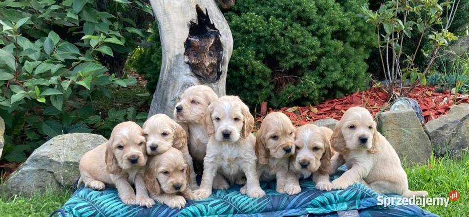Pieski cocker spaniel suczki pieski Lipnica Mała