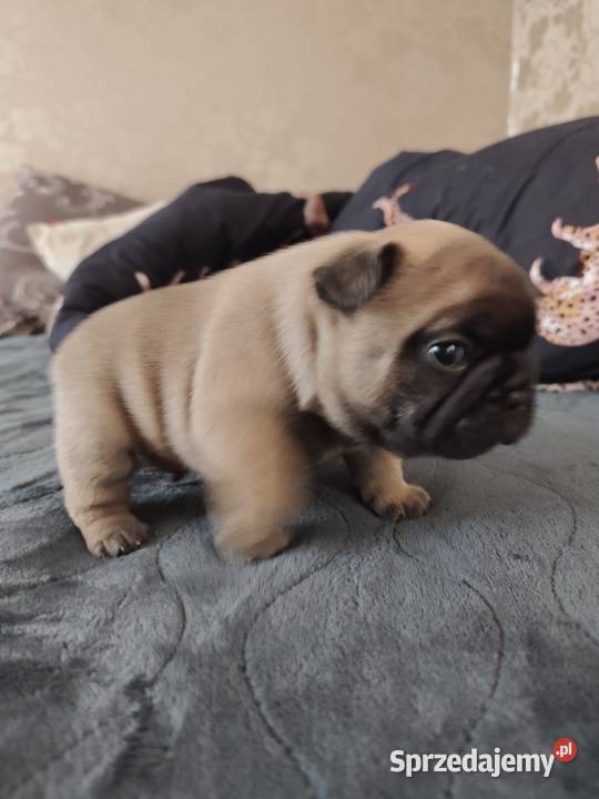 Buldog francuski, buldożek francuski