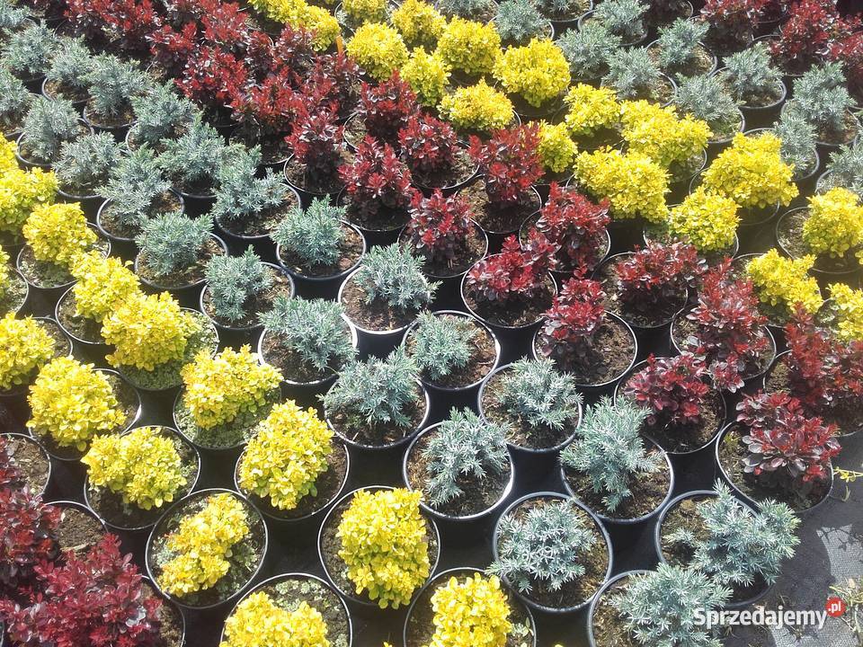 Berberysy Karlowe małopolskie Tarnów