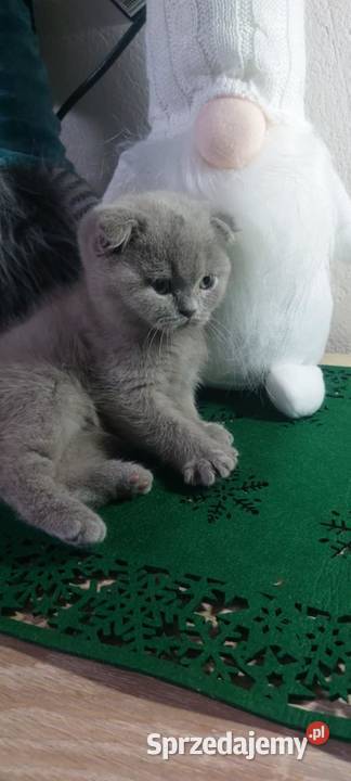 kotki brytyjskie Brytyjski Rejowiec