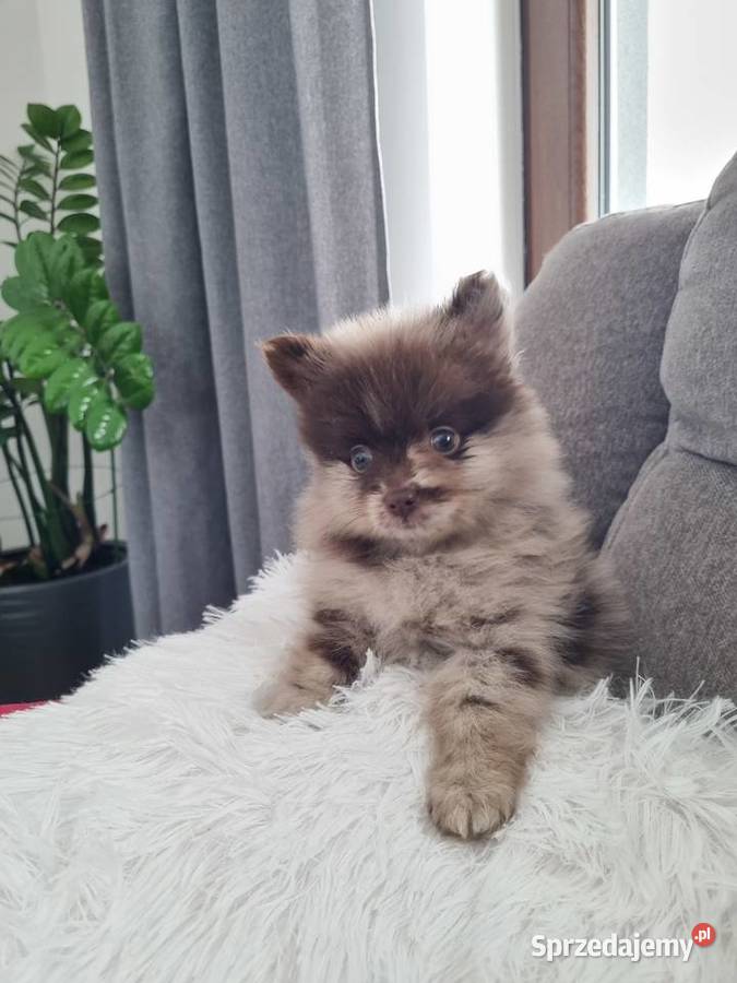 Szpic miniaturowy szczenięta Wieruszew