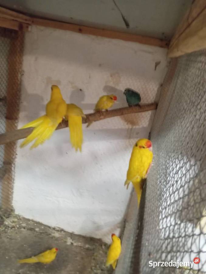 Papugi kozie moderlotki Ptaki Jarogniewice