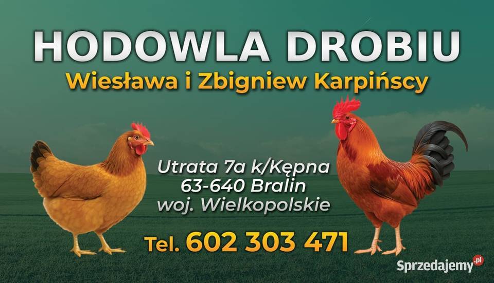 Młode kury nioski Kępno