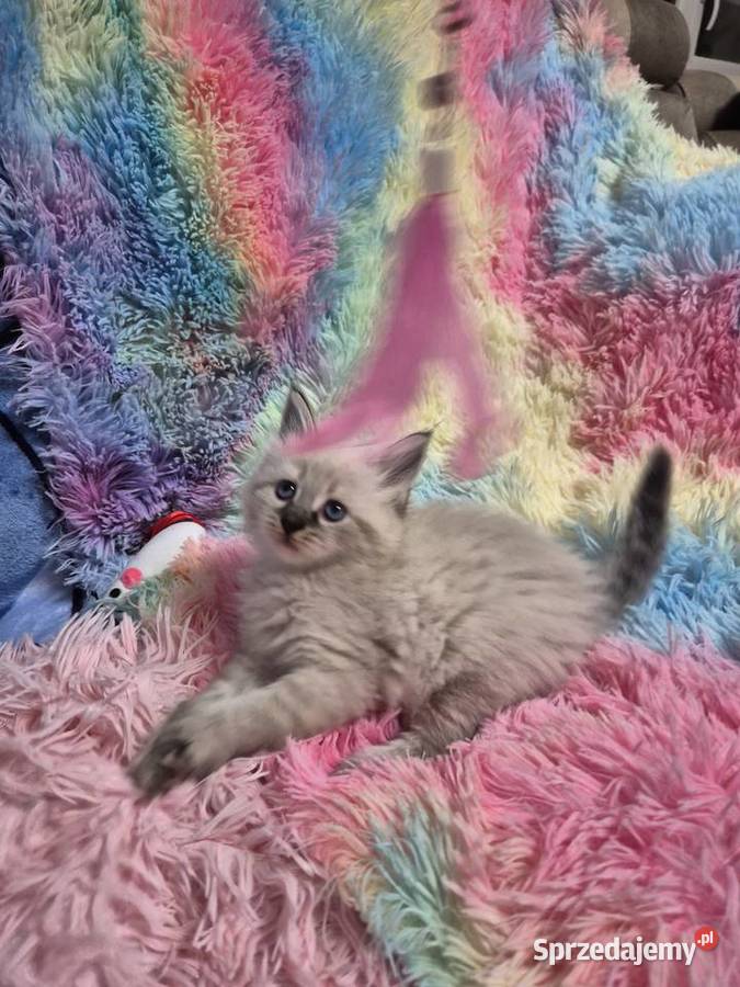 KOCUREK Neva Masquerade rodowód FPL Stary Broniszew