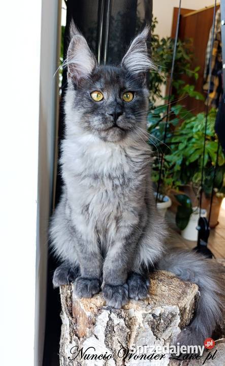 Czarny dymny kocurek Maine Coon FPL