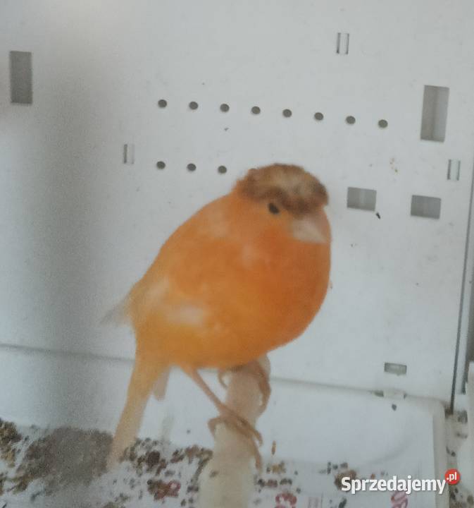 Sprzedam kanarki glostery arlekiny portugalskie Zielonka