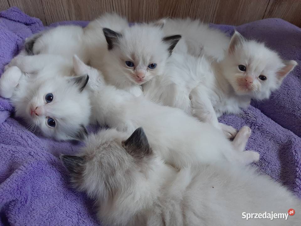 Ragdoll puchate kociaki