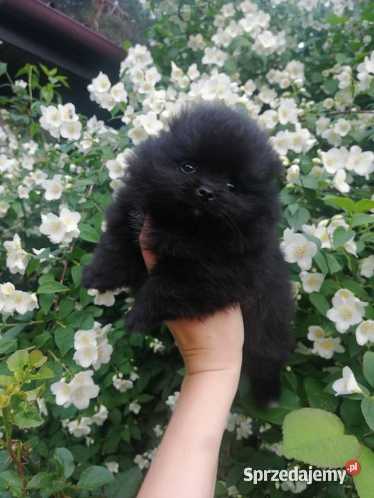 szpic miniaturowy pomeranian śląskie Tarnowskie Góry