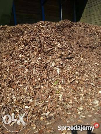 Kora Sosnowa Ruda Maleniecka