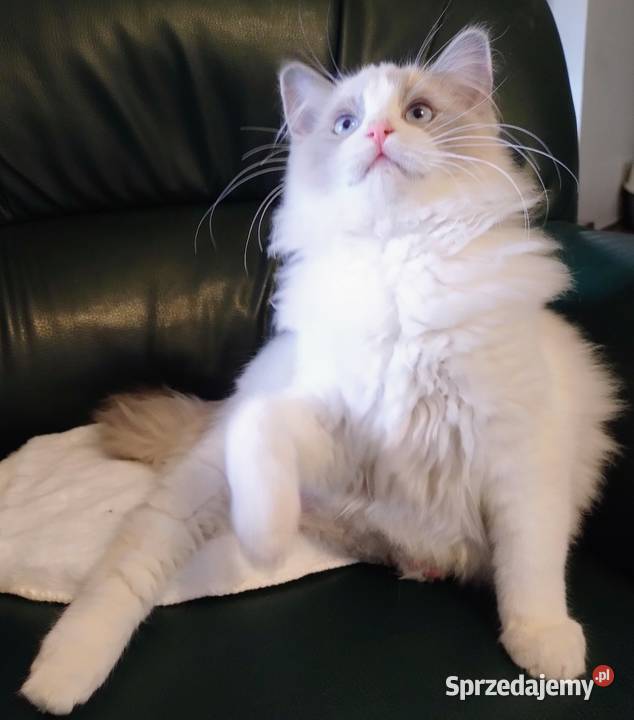 Darwin słodki chłopak ragdoll Dolsk