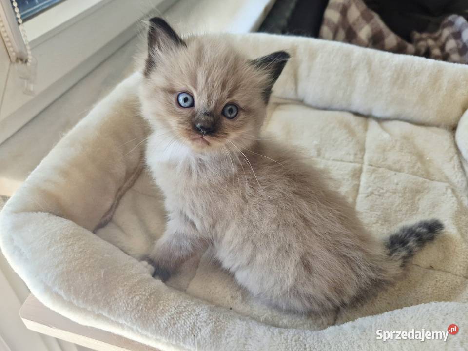 Kocięta Ragdoll mink czyli Cherubim Kraków sprzedam