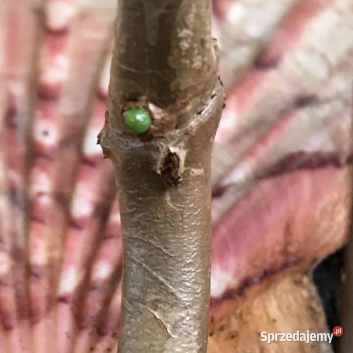 Filodendron Florida green domowa uprawa mazowieckie Warszawa