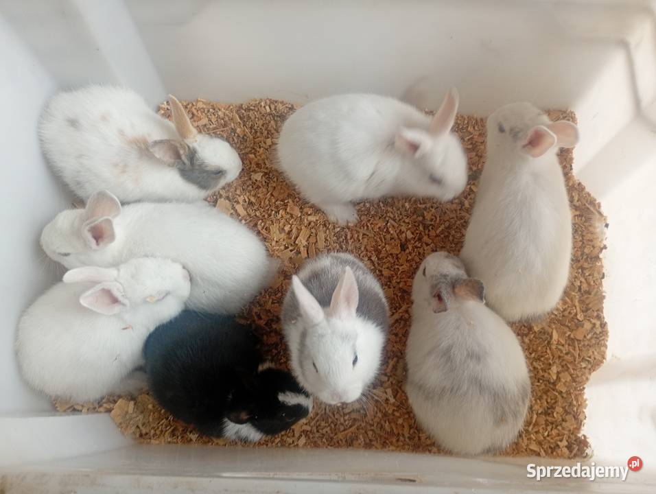 Mini króliczki karzełki i inne Wrzesiny
