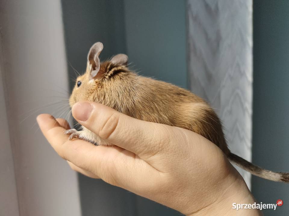 Koszatniczki Samiczki Duża Klatka mazowieckie Kanie sprzedam