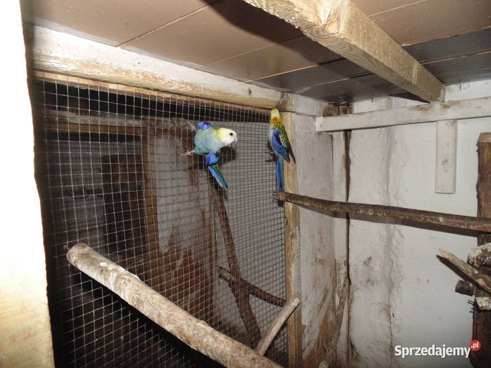 rozela bladoglowa para Racibórz