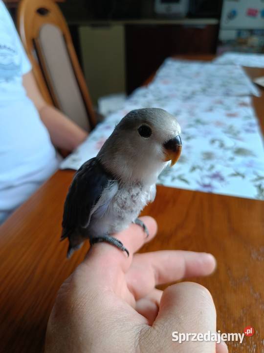 Papuga nierozłączka