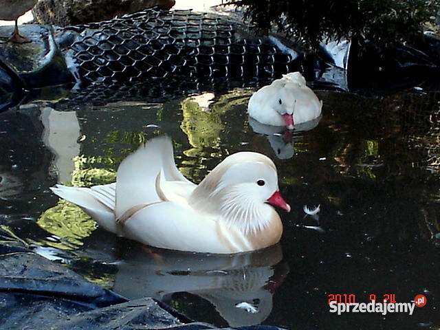 drób ozdobny Pozostałe Dąbrowa Górnicza