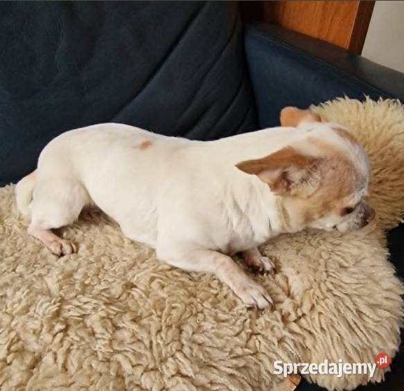 Do adopcjii dorosła suczka Chihuahua