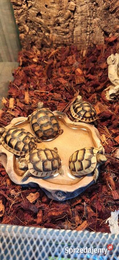 Żółw lądowy obrzeżony Gady i płazy mazowieckie