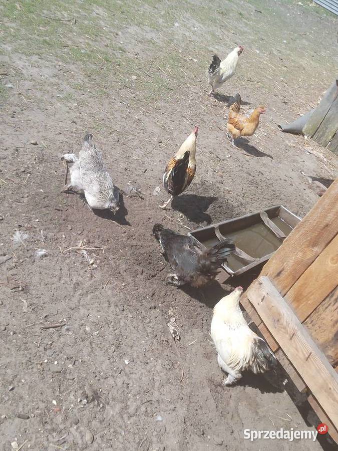 Sprzedam koguty Ptaki Siemiatycze