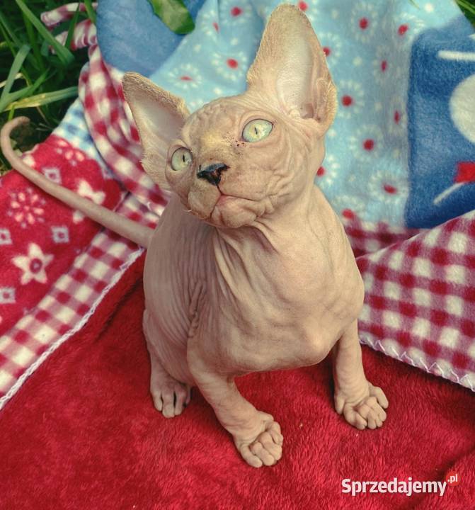 Sfinks Kanadyjski najwyższa klasa w super Sfinks Raciborsko