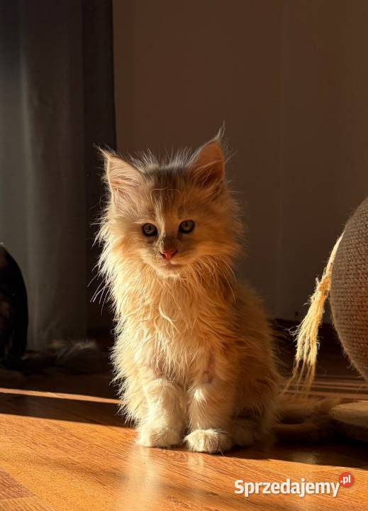 Sprzedam 2 kocurki rasy maine coon Smyczyna sprzedam