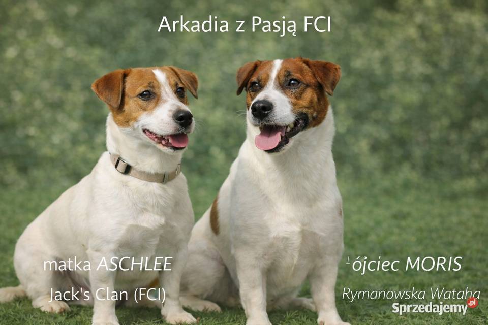 Jack Russell terrier fci sprzedam