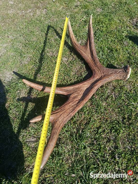 Sprzedam poroże łosia warmińsko-mazurskie Olsztyn