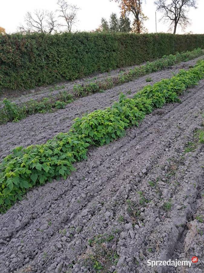 Sprzedam sadzonki malin Polana Nowe Miasto nad Pilicą