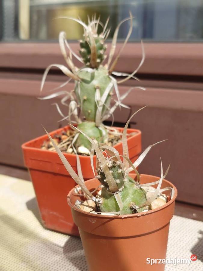Tephrocactus molinensis T articulatus var