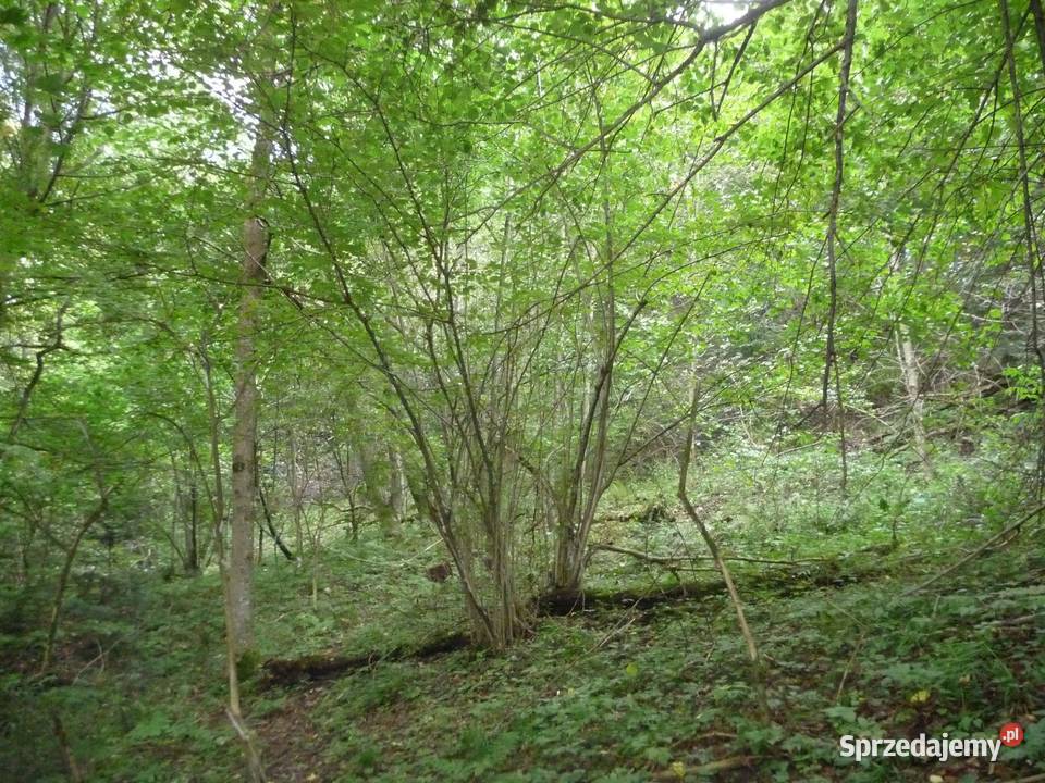 Działka rolna do zalesienia w Bezmiechowej 12800m2 podkarpackie Bezmiechowa Górna